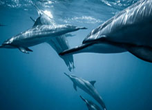 开云体育官网-澳网男女单四强出炉 德约科维奇将迎战辛纳